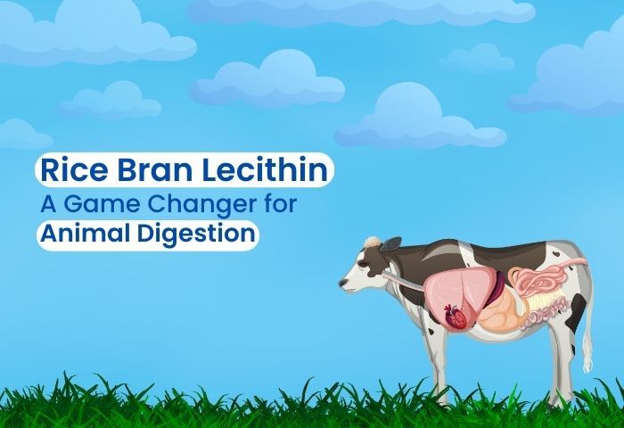 Rice bran lecithin for animal digestion