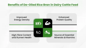 Benefits of de-oiled rice bran in dairy cattle feed