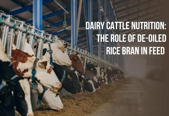 Benefits of De-Oiled Rice Bran in Dairy Cattle Feed